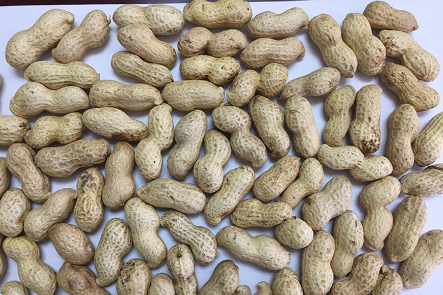Peant Shell Peanut In Shell, China Peanut In Shell manufacturer - DICO ENERGY